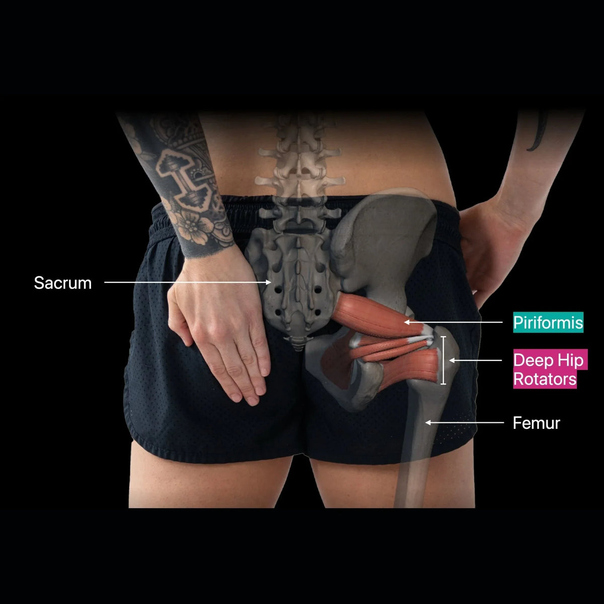 Anatomical diagram of the human pelvis and lower back with labeled muscles.