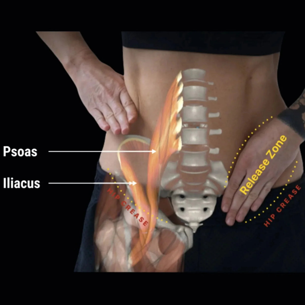 Anatomy diagram of the hip and lower back with labeled muscles and a release zone.